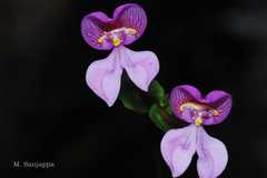 Disperis neilgherrensis